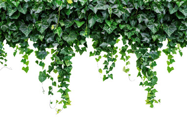 Verdant Javanese Treeline Grape Ivy Cissus spp on transparent or white background