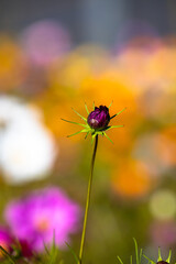 fly on flower