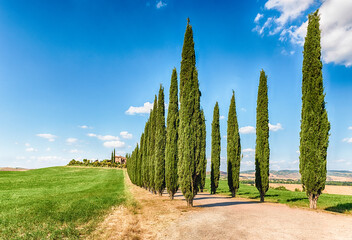 Iconic group of cypresses in San Quirico d'Orcia, Tuscany, Italy - obrazy, fototapety, plakaty