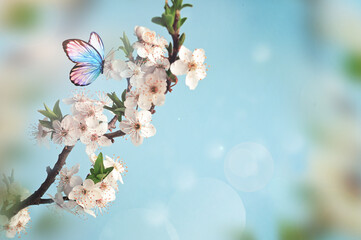 Blossom tree over nature background with butterfly. Spring flowers. Spring background. - 771776756
