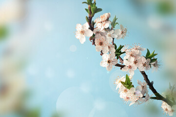 Blossom tree over nature background. Spring flowers. Spring background. - 771776923