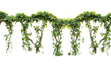 Fototapeta premium Verdant Javanese Treeline Grape Ivy Cissus spp on transparent or white background