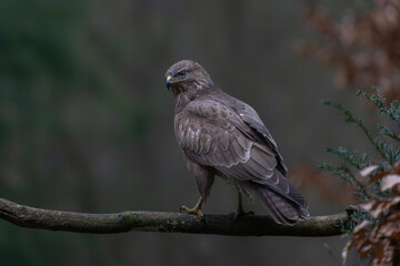 A beautiful Common Buzzard (Buteo buteo) sitting on a fence post at a pasture looking for prey....
