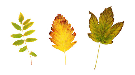 Set of autumn leaves (rowan, hawthorn, maple) isolated on white or transparent background