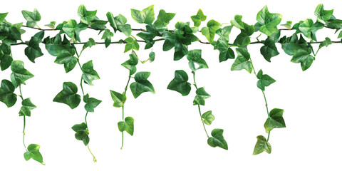 Vine plant climbing creeper border on transparent or white background