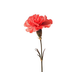 Single red carnation flower amidst darkness, standing out beautifully