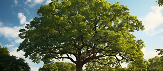 Fototapeta premium A tall woody plant with a dense canopy of green leaves stands majestically against the backdrop of a clear blue sky, showcasing the beauty of nature