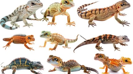 Cute photo realistic animal lizzard set collection. Isolated on white background