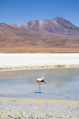 Pink flamingo in Red Lagoon, Bolivia