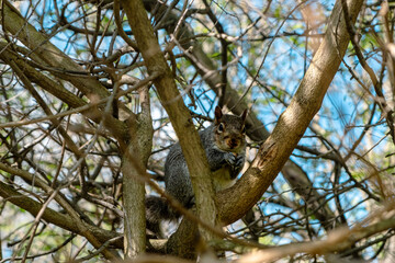 Squirrel's Delight Enjoying a Big Nut in the Forest