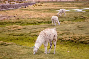 Llamas in a Bolivian landscape