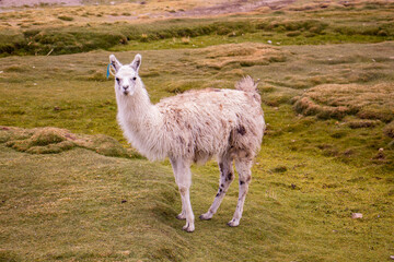 Llamas in a Bolivian landscape