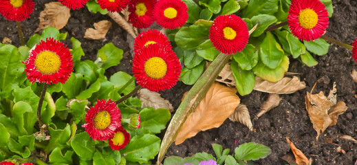 Landscape view of Bellis perennis, the beautiful bright red meadow daisy, with green floiage and...