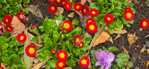 Landscape view of Bellis perennis, the beautiful bright red meadow daisy, with green floiage and...