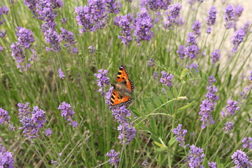 a lavender with purple flowers and a small tortoiseshell butterfly closeup