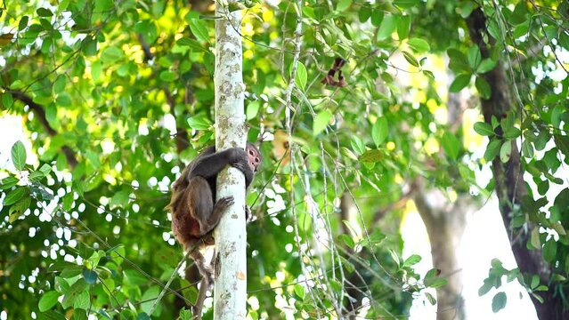 white faced saki monkey sitting and grooming another one