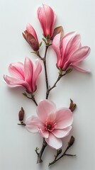 Two Pink Flowers on White Background