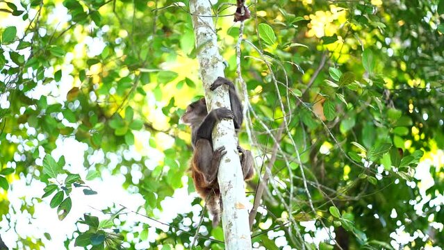 white faced saki monkey sitting and grooming another one