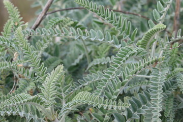 Braunton Milkvetch, Astragalus Brauntonii, a native monoclinous suffrutescent herb showing odd pinnately compound leaves with elliptically ovate leaflets during Winter in the Santa Monica Mountains.