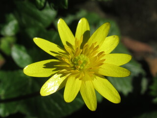 Zbliżenie na kwiaty rośliny z gatunku Ficaria verna © Kumulugma