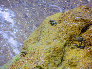 Crabs on rocks at a beach in Haiti