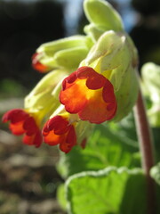 Zbliżenie na kolorowe kwiaty rośliny z gatunku Primula © Kumulugma