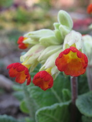 Zbliżenie na kolorowe kwiaty rośliny z gatunku Primula © Kumulugma