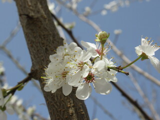 Zbliżenie na śnieżnobiałe kwiaty śliwy © Kumulugma
