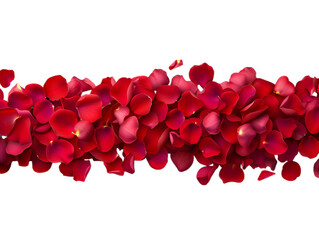A strip of scattered red rose petals.