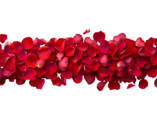 A strip of scattered red rose petals.
