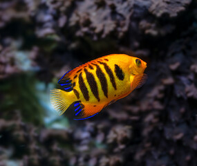 Flame Angelfish (Centropyge loriculus). Found in tropical waters of the Pacific Ocean