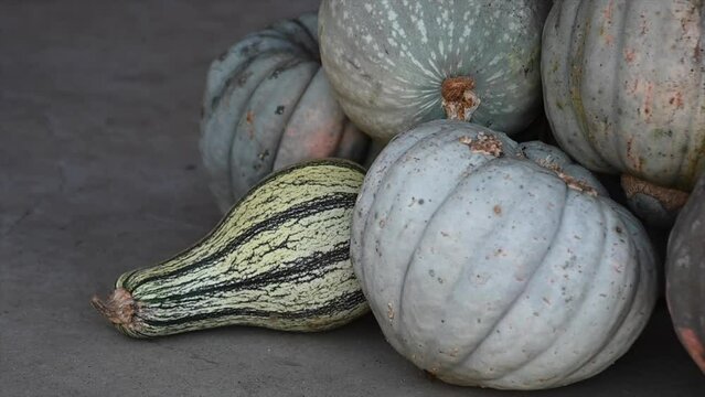 slow motion of freshly harvested pumpkins of different sizes and shapes