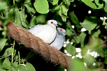 Massey dove , scientific name Geopelia cuneata