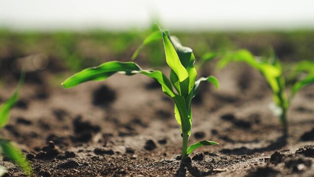 Corn sprouts grow in field. Close up, green fresh corn leaves illuminated by sun fluttering in wind. Corn crops in agricultural field, farm business. Cultivation growth of corn plants in farm field.