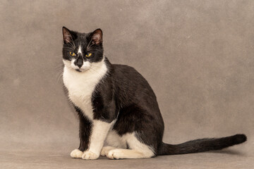 czarni biały kot z żółtymi oczami na szarym tle - obrazy, fototapety, plakaty