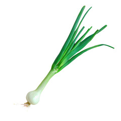 Macro photography art of a green onion plant with roots on a transparent background