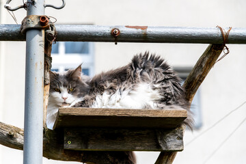 Fluffy Cat Lounging on a Wooden Shelf Outdoors