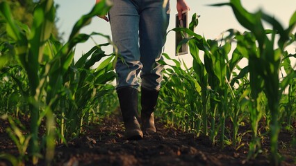 Farmer's feet in rubber boots go across field. Farmer walks through an agricultural field, holding...