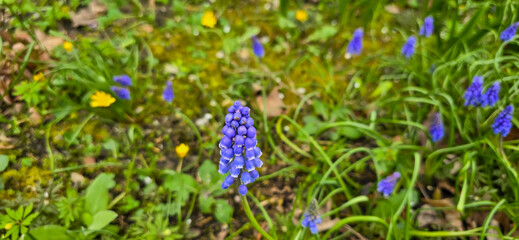 Beautiful spring blue flower grape hyacinth with sun and green grass. Macro shot of the garden with...