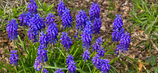 Beautiful spring blue flower grape hyacinth with sun and green grass. Macro shot of the garden with a natural blurred background.(Muscari armeniacum)