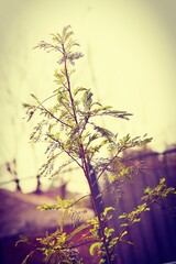 Plant, tree, nature, green, leaf, 