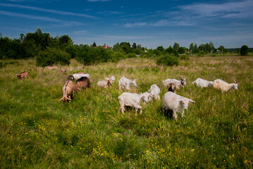 Fototapeta na wymiar Pastoral Goat Herd