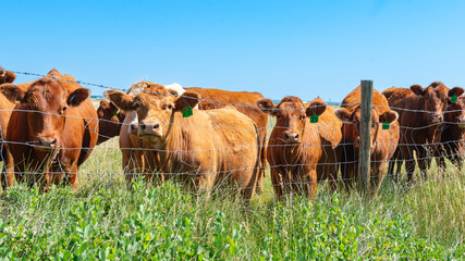 Herd of beef cattle grazing in a summer pasture under hot blue skies.