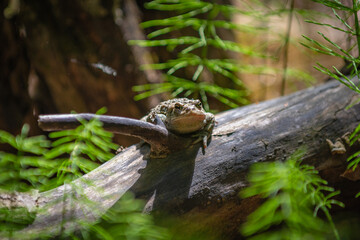 Wild frog