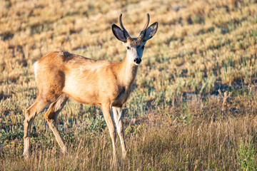 Naklejka na ściany i meble Wild Mule Deer in a farm field in the grasslands of Southern Alberta Canada