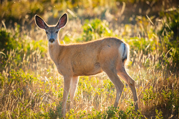 Wild young spotted mule deer in a summer field
