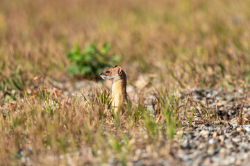 Wild Weasel