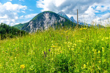 Alpine Landscape: Colorful Meadow with Varied Mountain Peaks