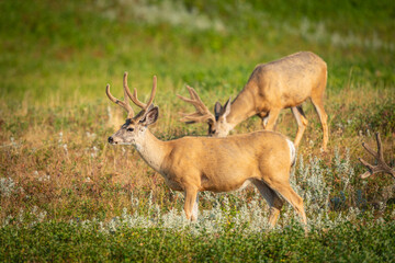 Wild Mule Deer in a farm field in the grasslands of Southern Alberta Canada