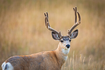Wild Mule Deer in a farm field in the grasslands of Southern Alberta Canada